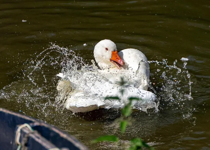 Chateau Le Colombier 3* Brevands